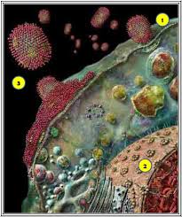 Resultado de imagen de Los virus son parásitos de las células vivas y viven dentro o sobre los organismos como huésped